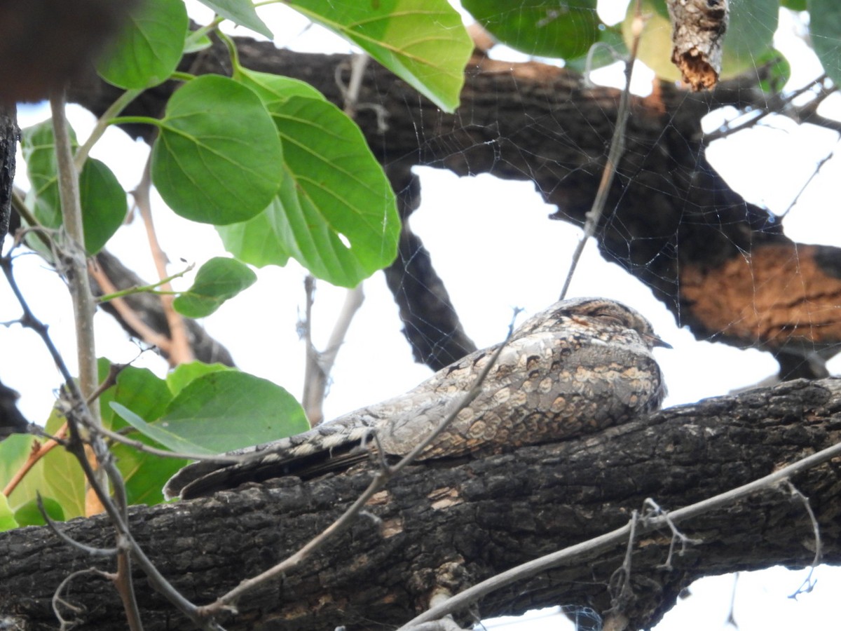 Hint Çobanaldatanı - ML643883701