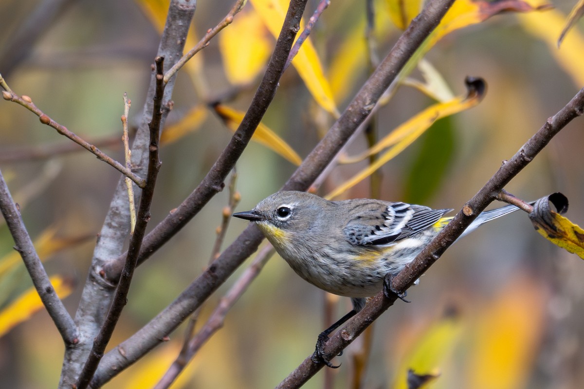 Yellow-rumped Warbler (Audubon's) - ML643883706
