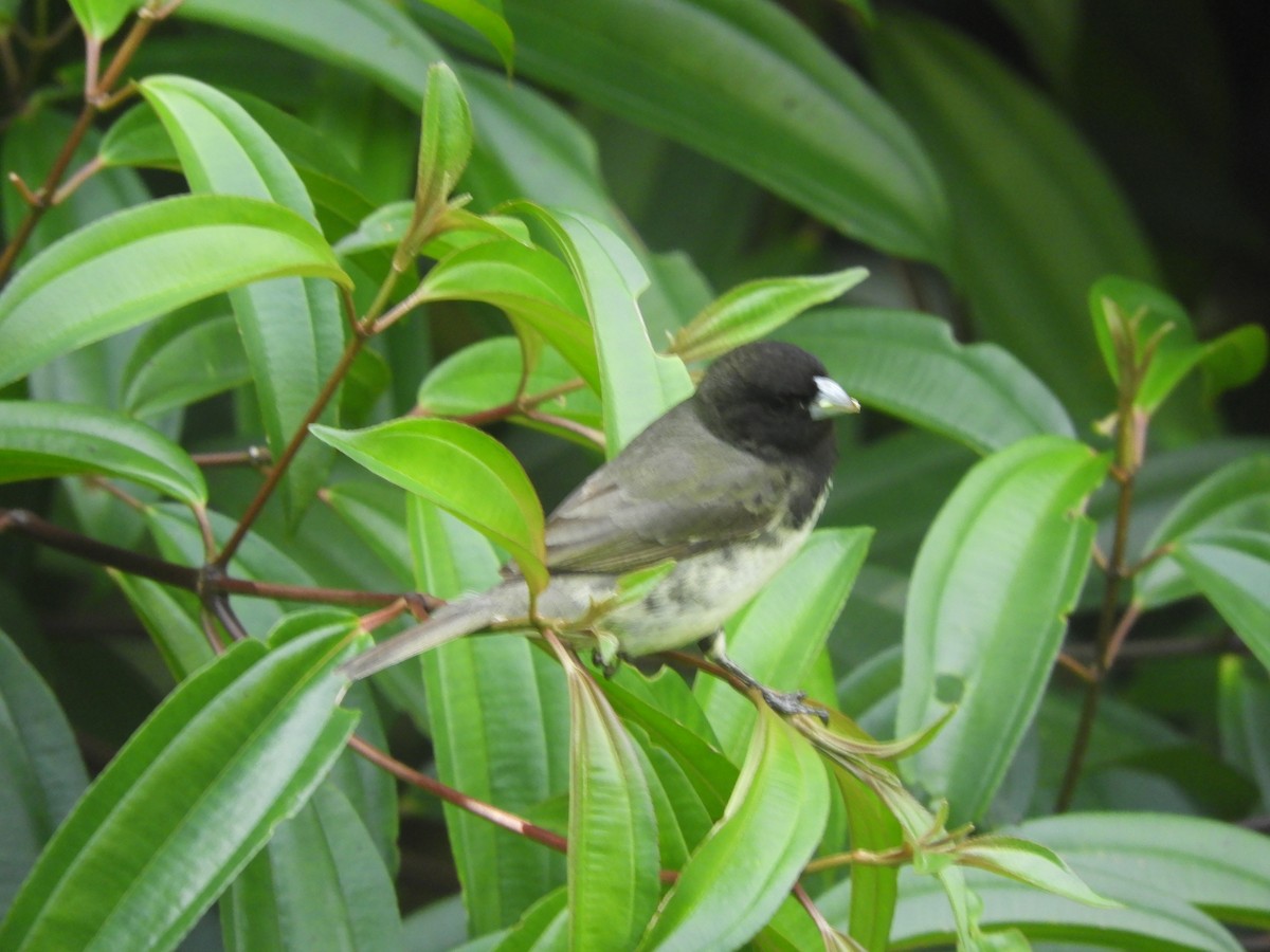 Yellow-bellied Seedeater - ML643883717