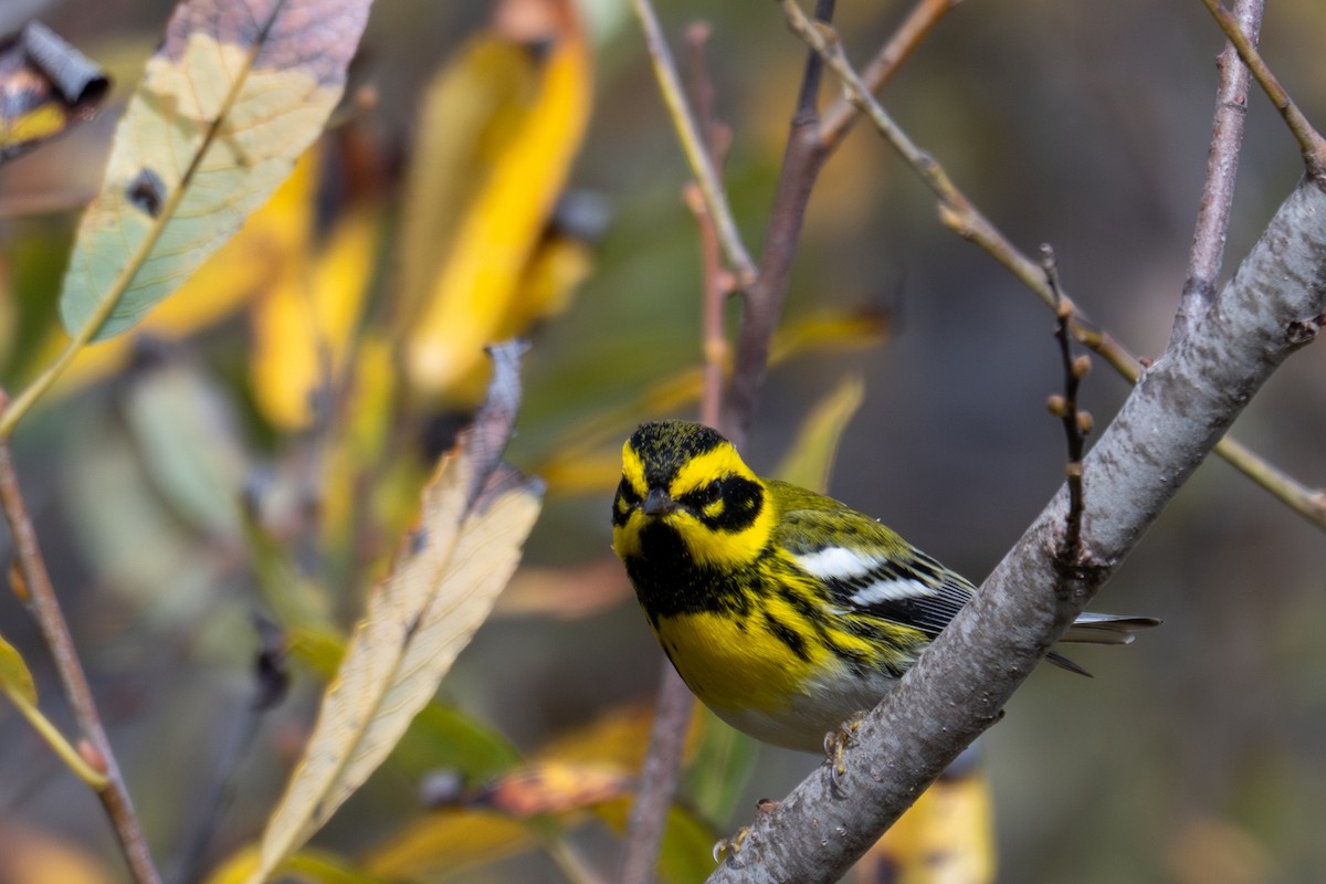 Townsend's Warbler - ML643883720
