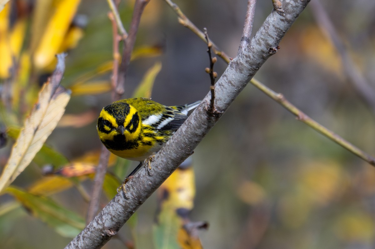 Townsend's Warbler - ML643883721