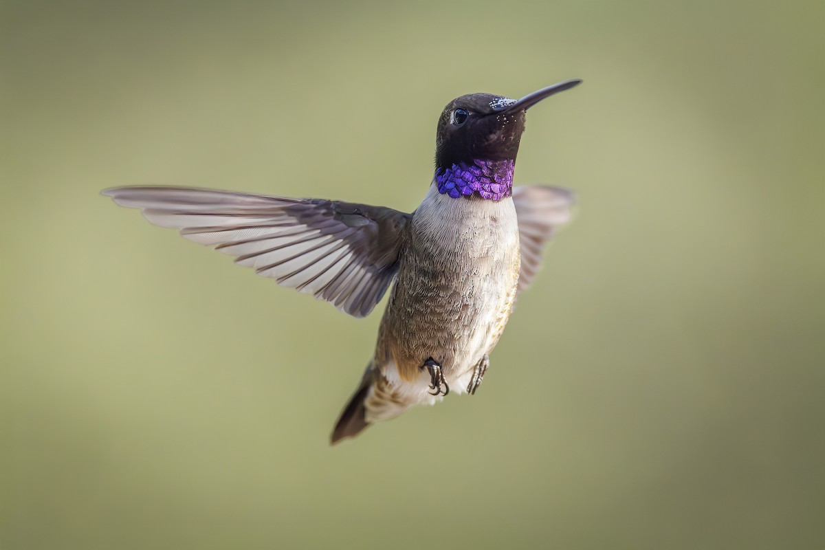 Black-chinned Hummingbird - ML643883722