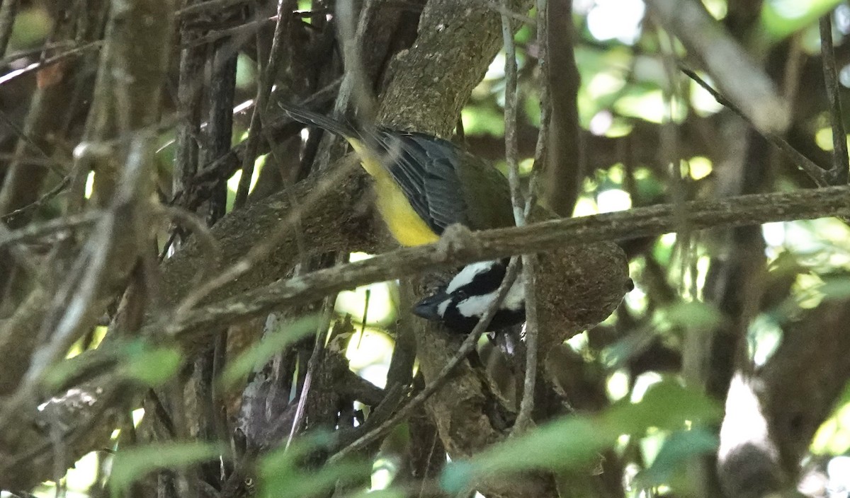 Eastern Shrike-tit - ML643883724