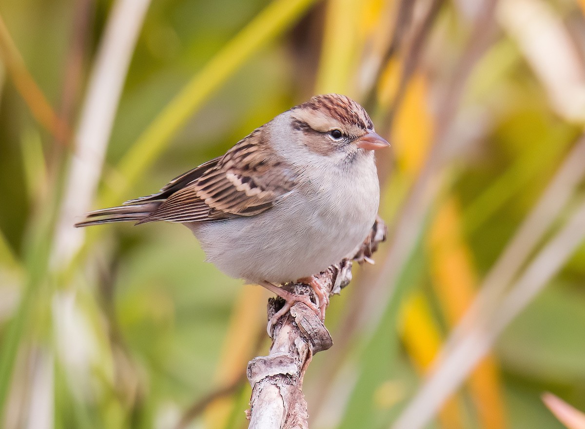 Chipping Sparrow - ML643883728