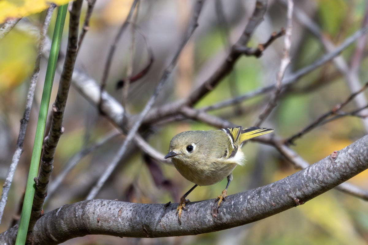 Ruby-crowned Kinglet - ML643883730