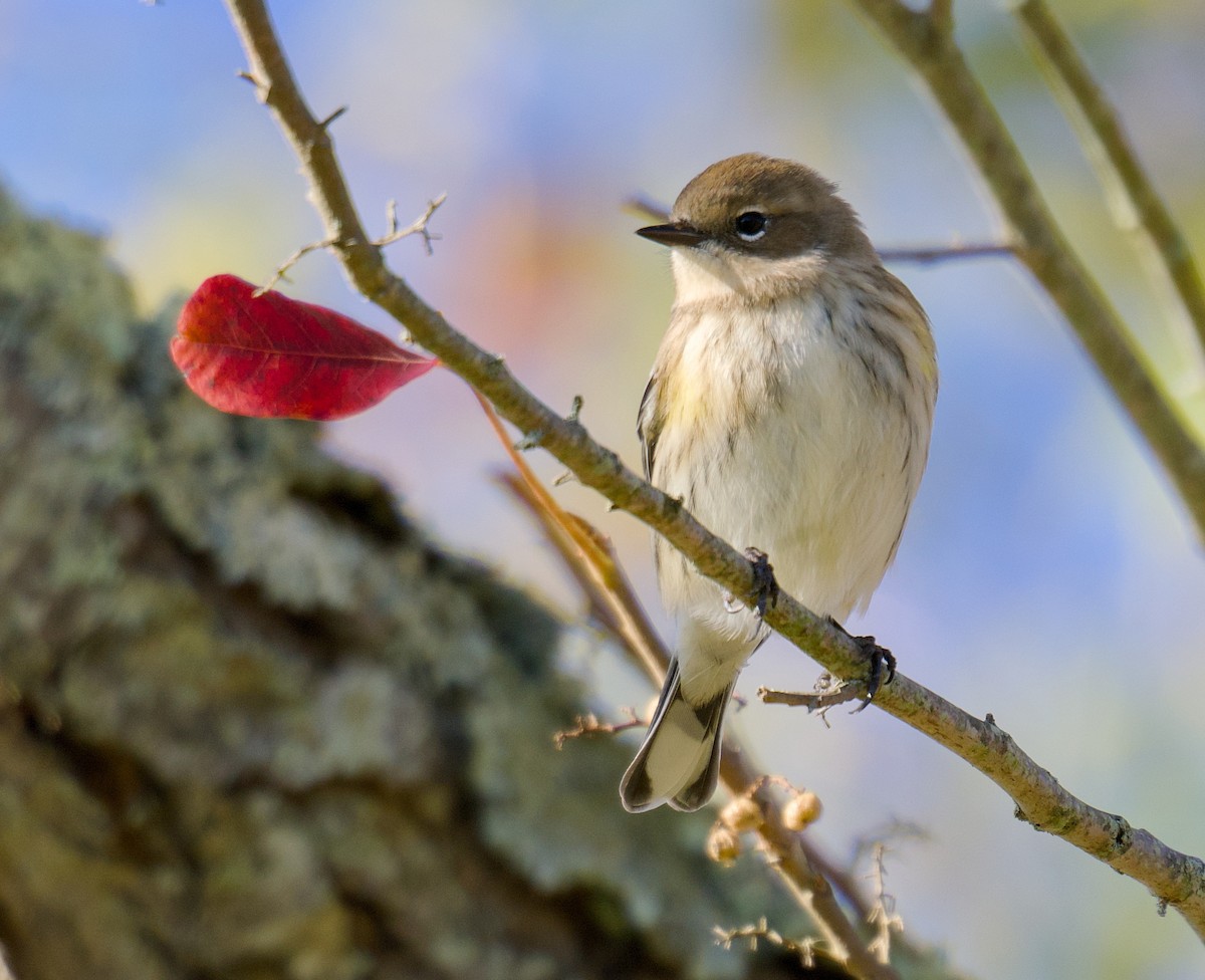 Yellow-rumped Warbler - ML643883735