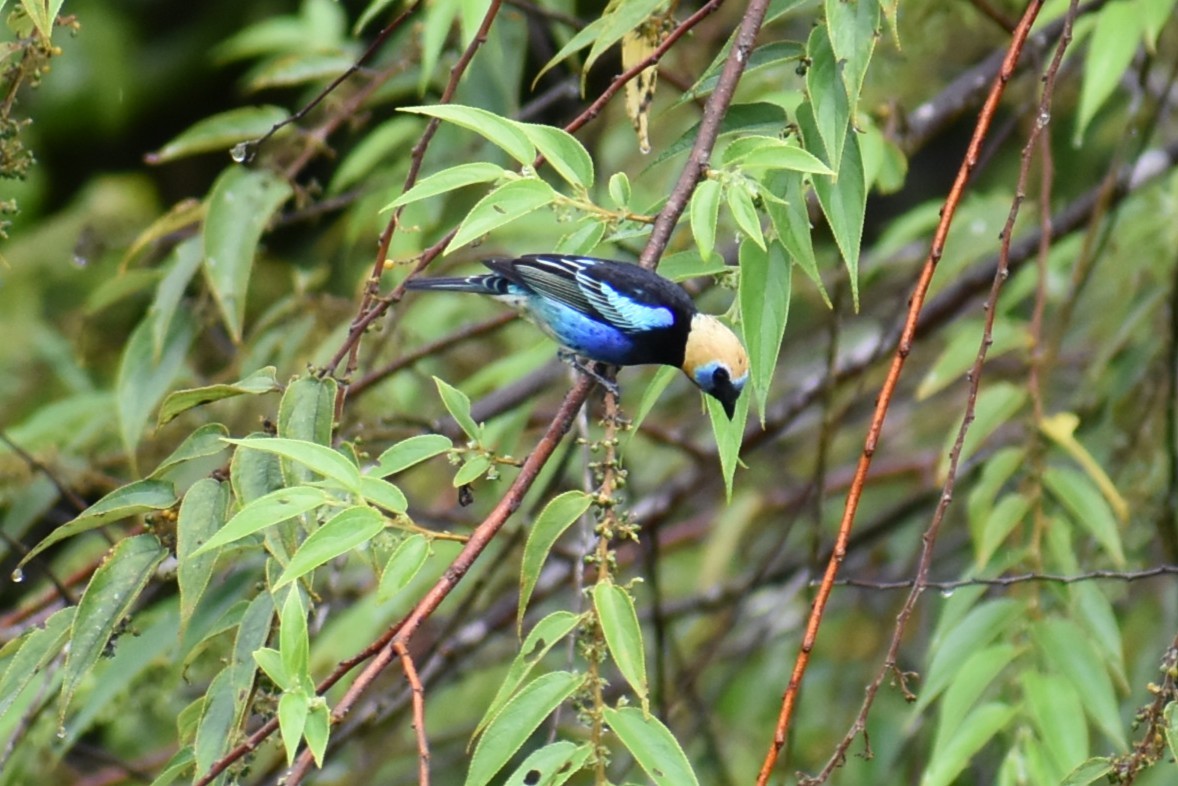 Golden-hooded Tanager - ML643883738