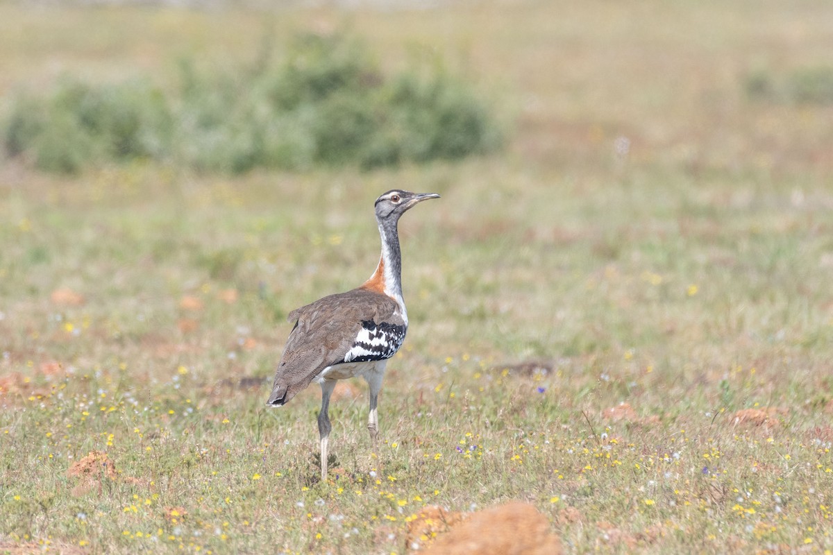 Denham's Bustard (Stanley's) - ML643883739