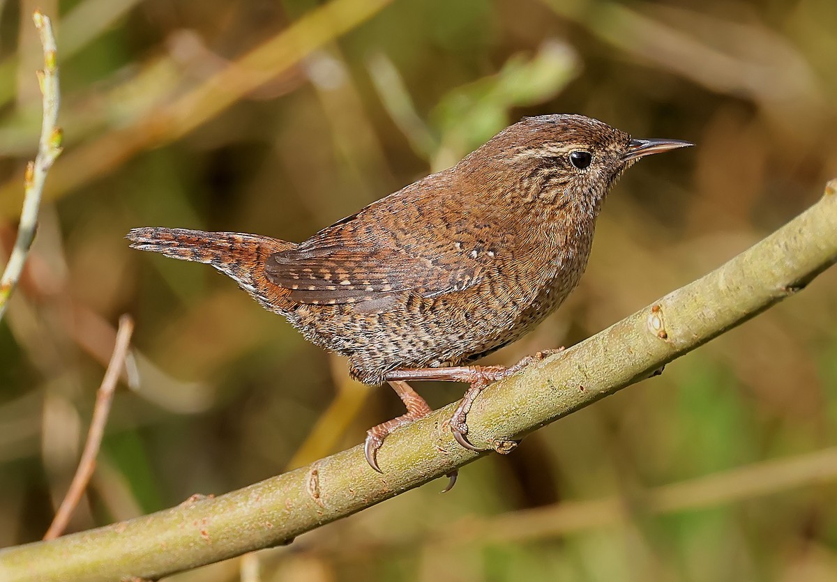 Eurasian Wren (Shetland) - ML643883749