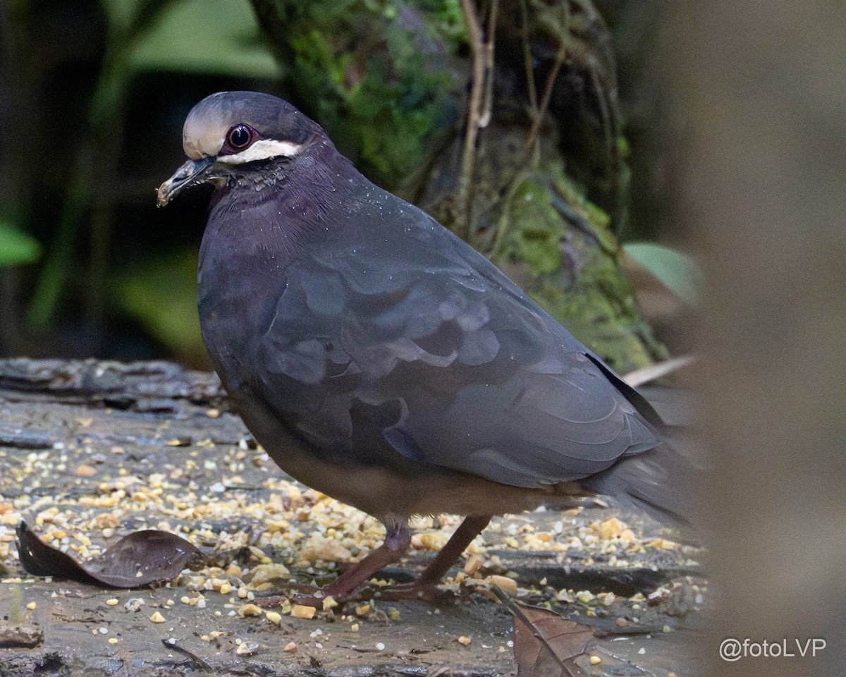 Olive-backed Quail-Dove - ML643883751