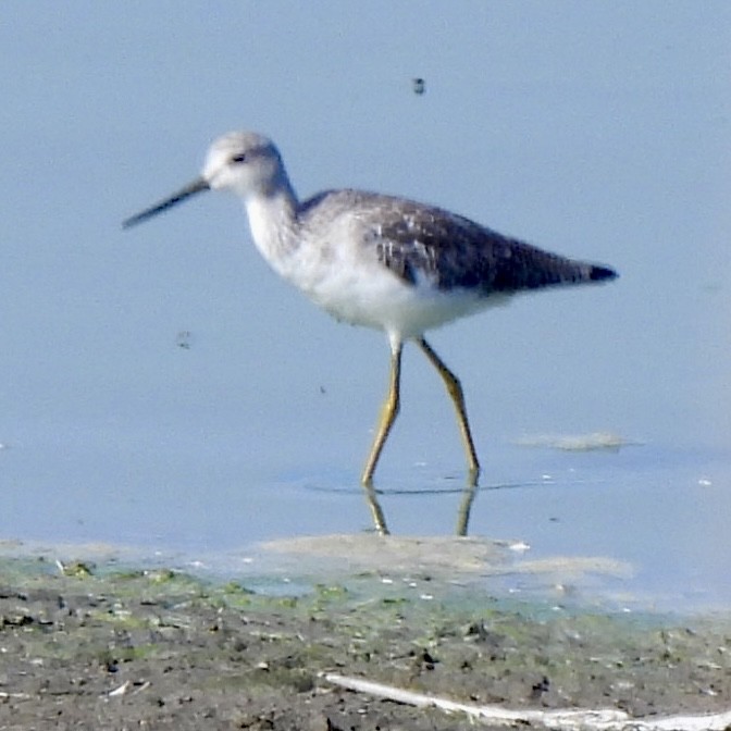 Lesser Yellowlegs - ML643883754