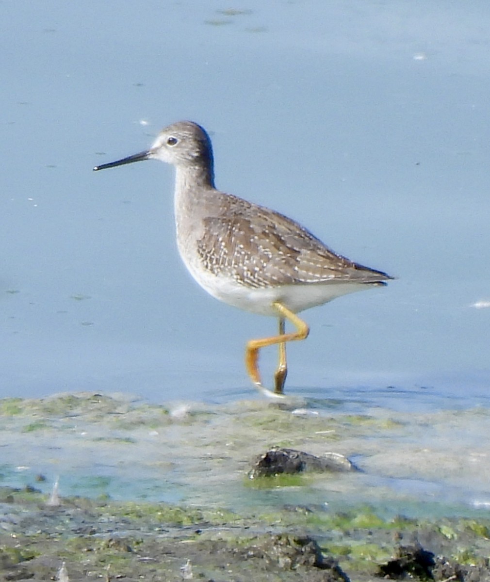 Lesser Yellowlegs - ML643883755