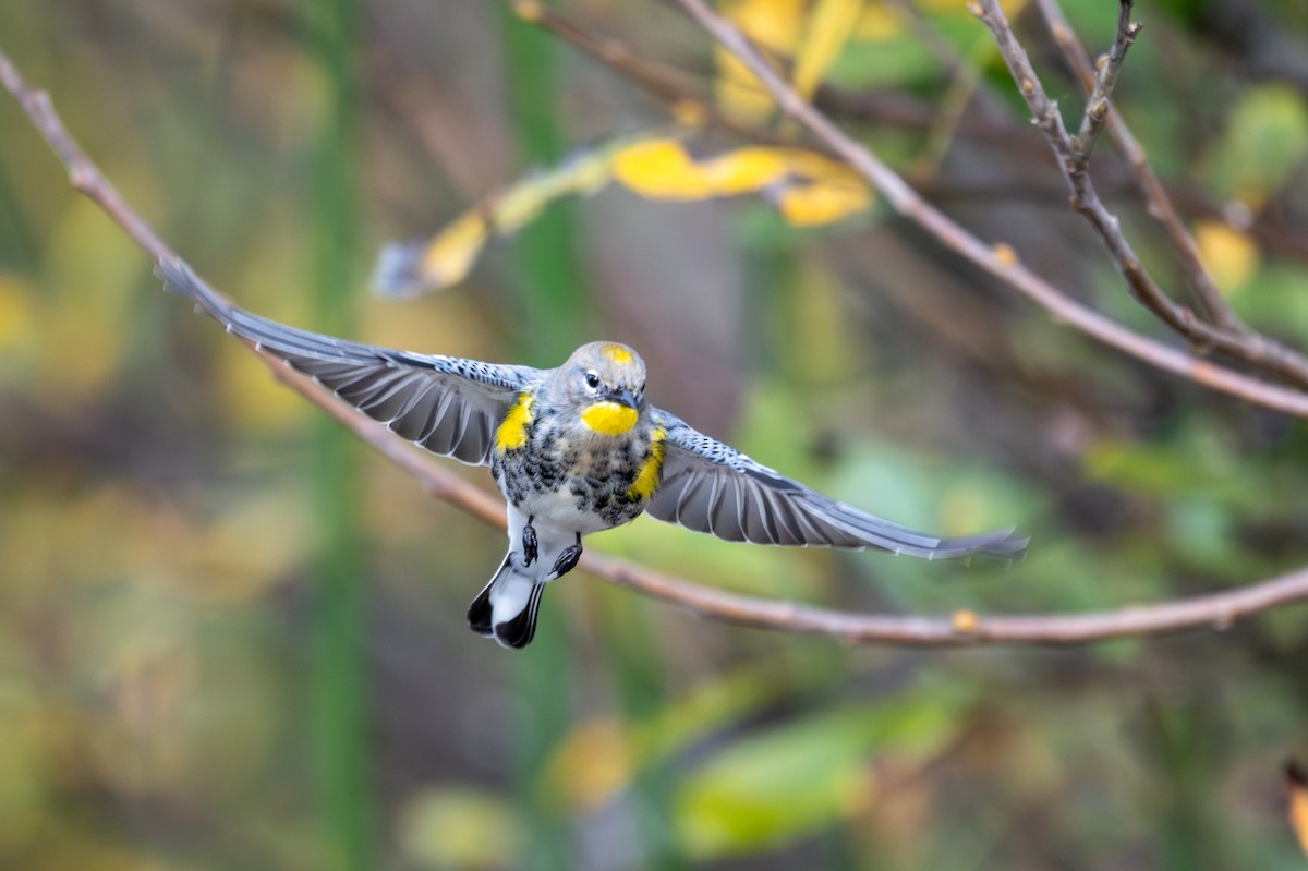 Yellow-rumped Warbler (Audubon's) - ML643883763