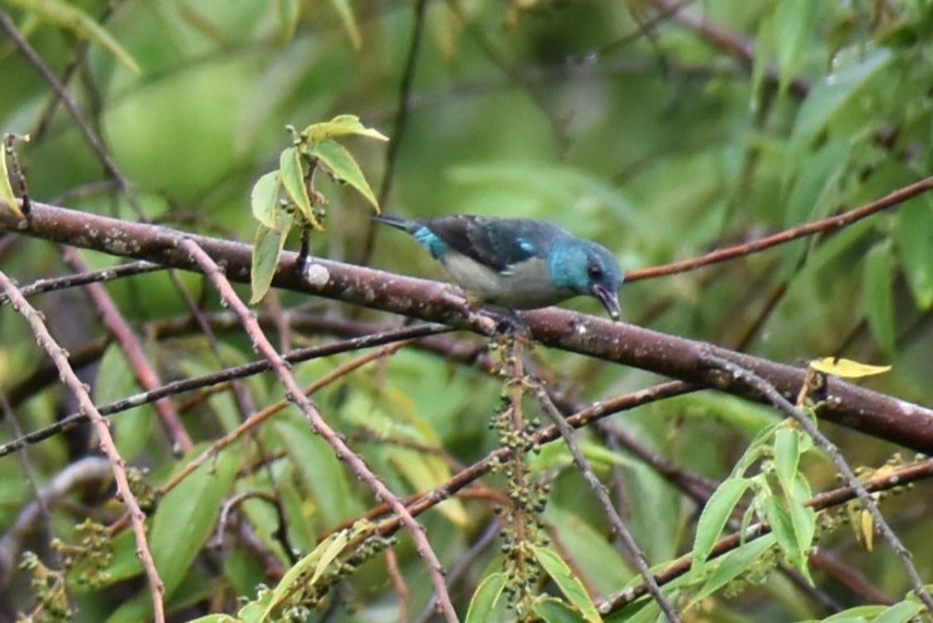 Scarlet-thighed Dacnis - ML643883776