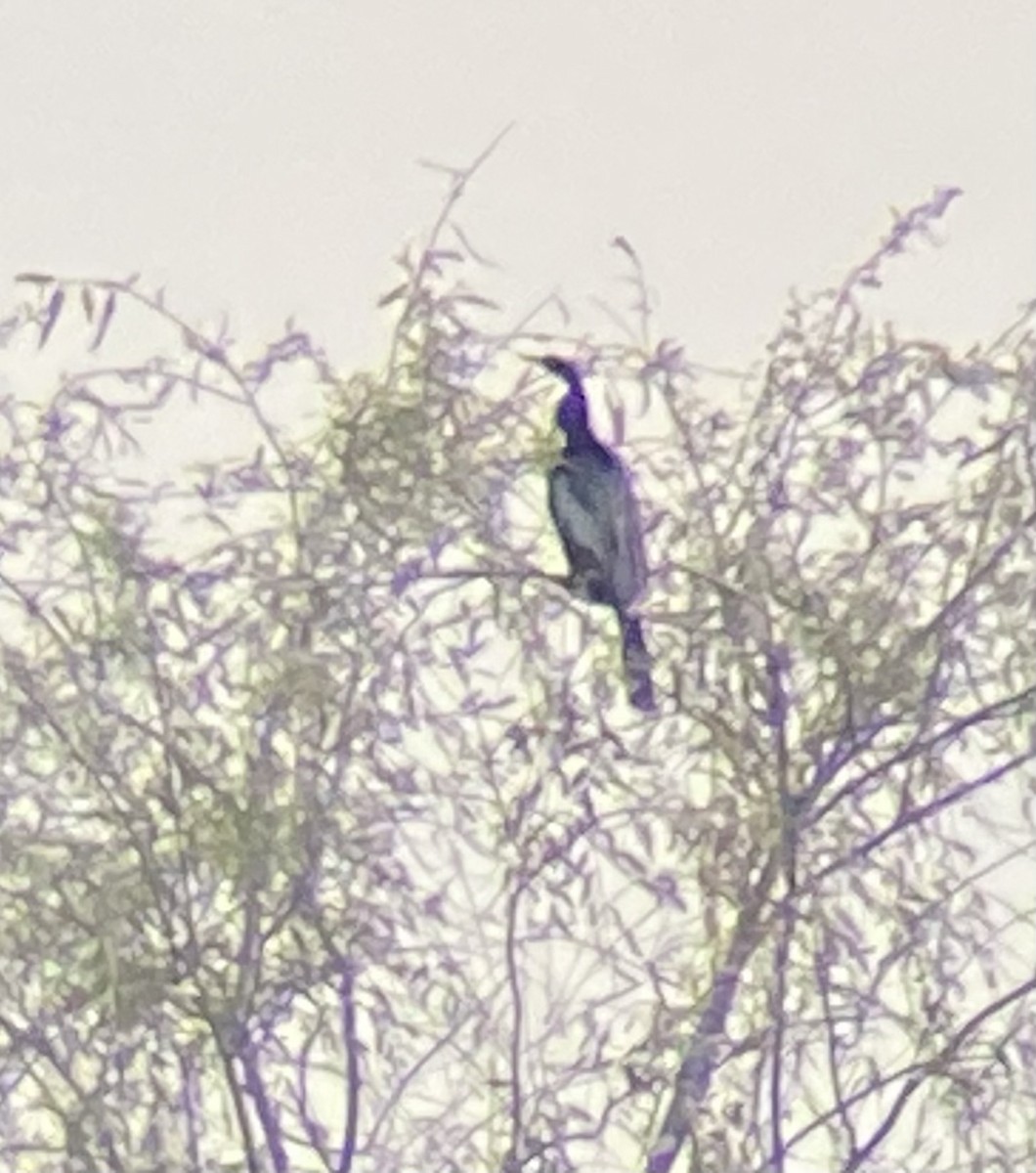 Anhinga - ML643883816