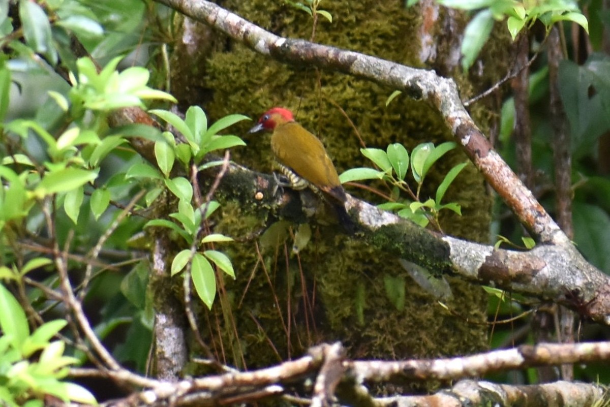 Rufous-winged Woodpecker - ML643883829