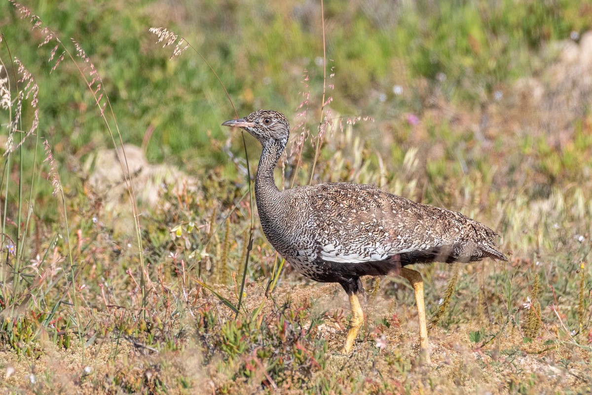 Black Bustard - ML643883839
