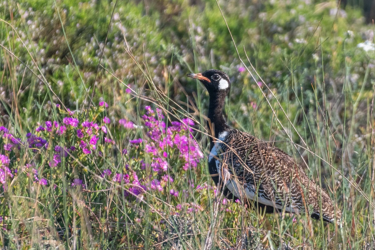 Black Bustard - ML643883840