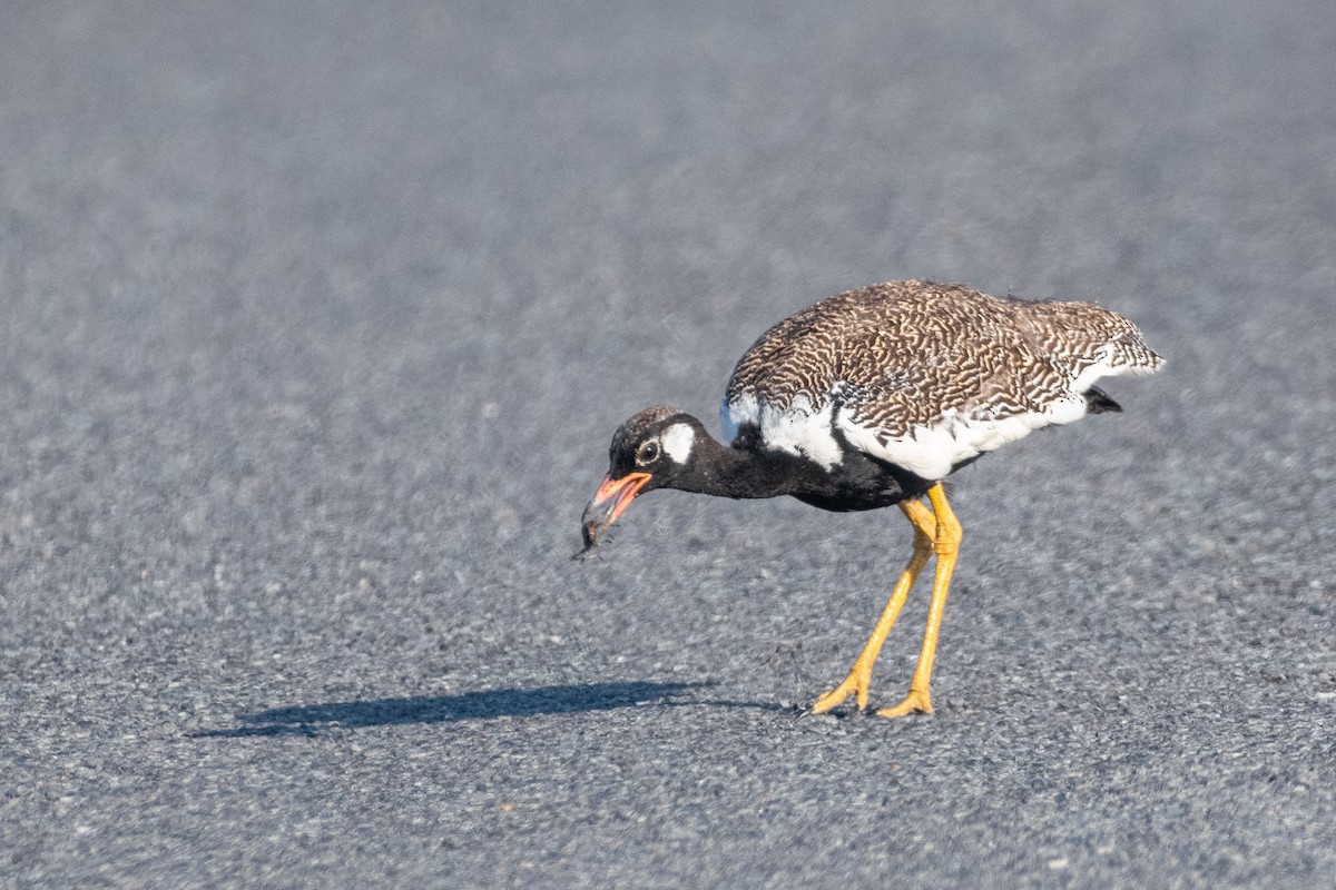 Black Bustard - ML643883841