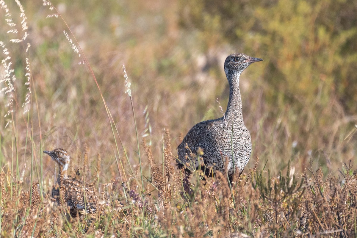 Black Bustard - ML643883842