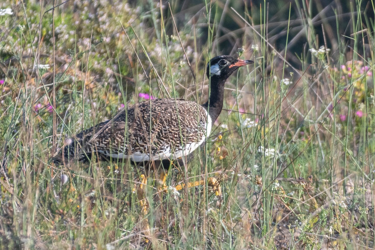 Black Bustard - ML643883844