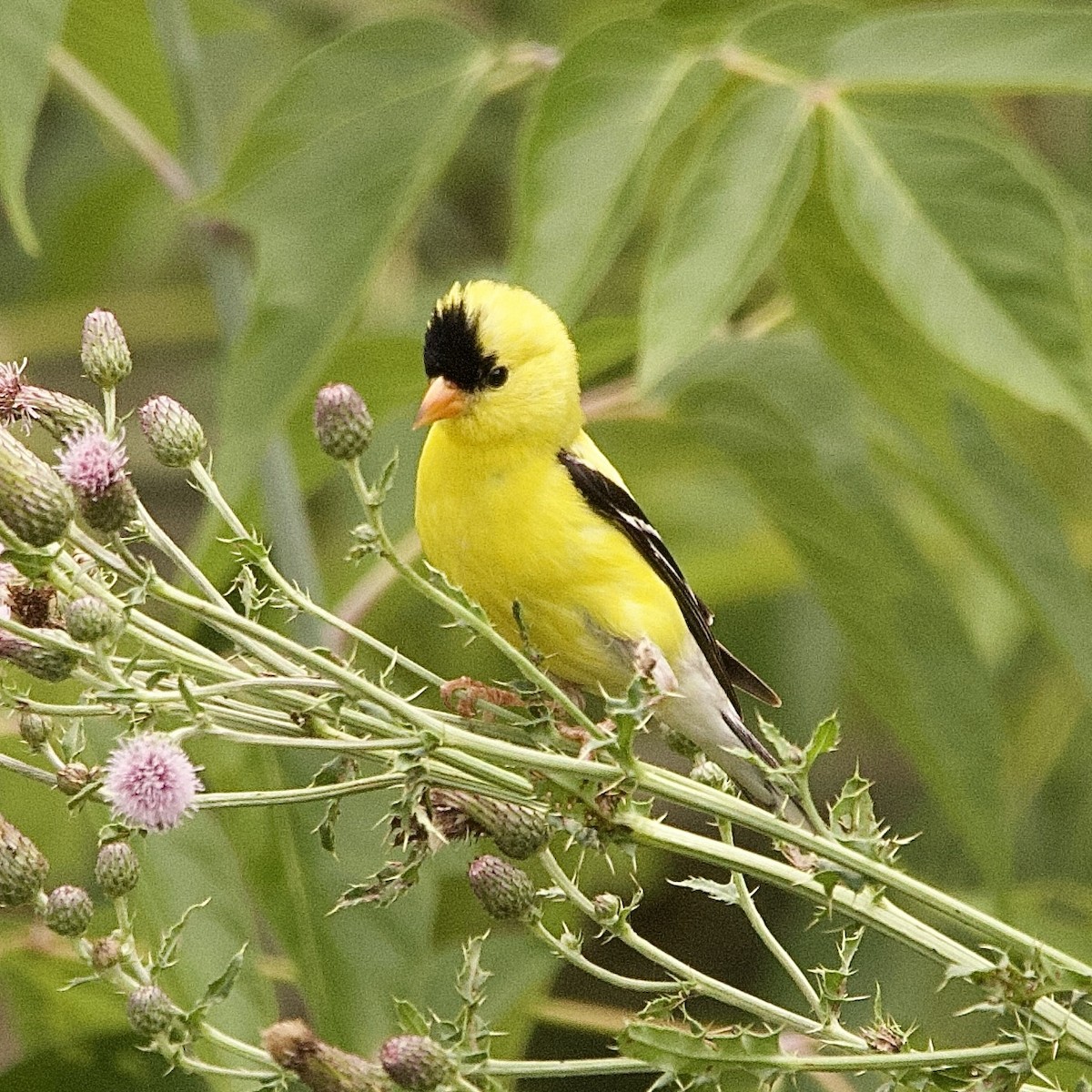 American Goldfinch - ML643883859