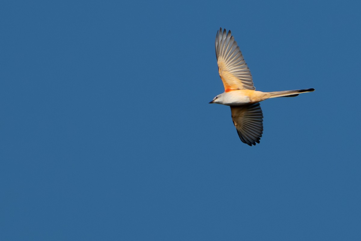Scissor-tailed Flycatcher - ML643883860