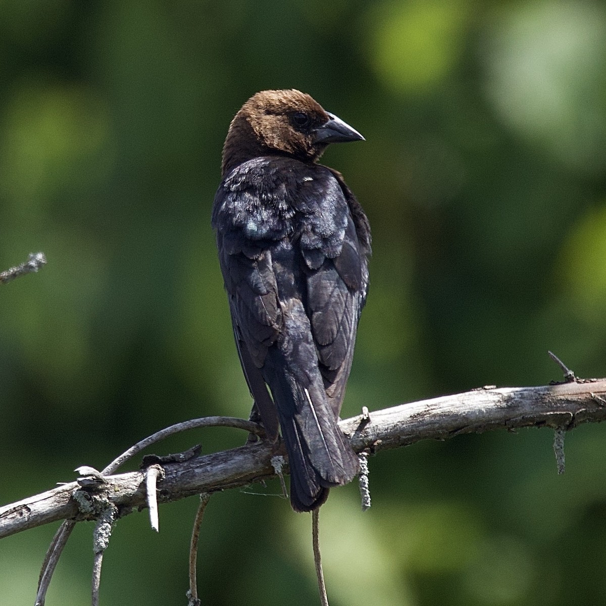 Brown-headed Cowbird - ML643883867