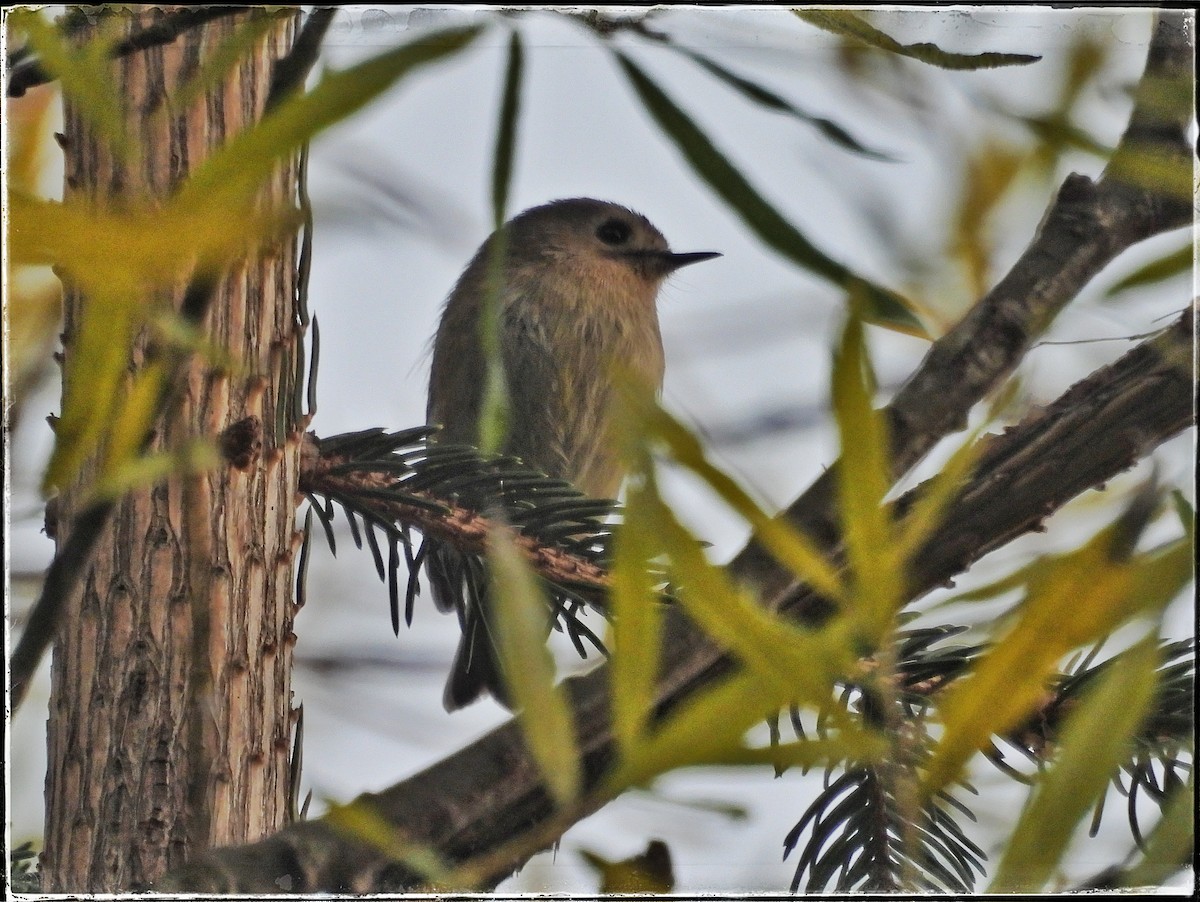 戴菊鳥 - ML643883872