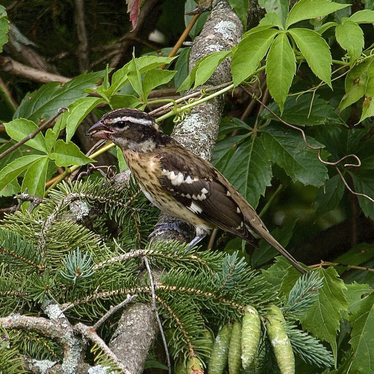 Rose-breasted Grosbeak - ML643883873