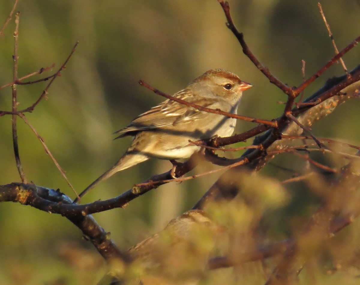 White-crowned Sparrow - ML643883874