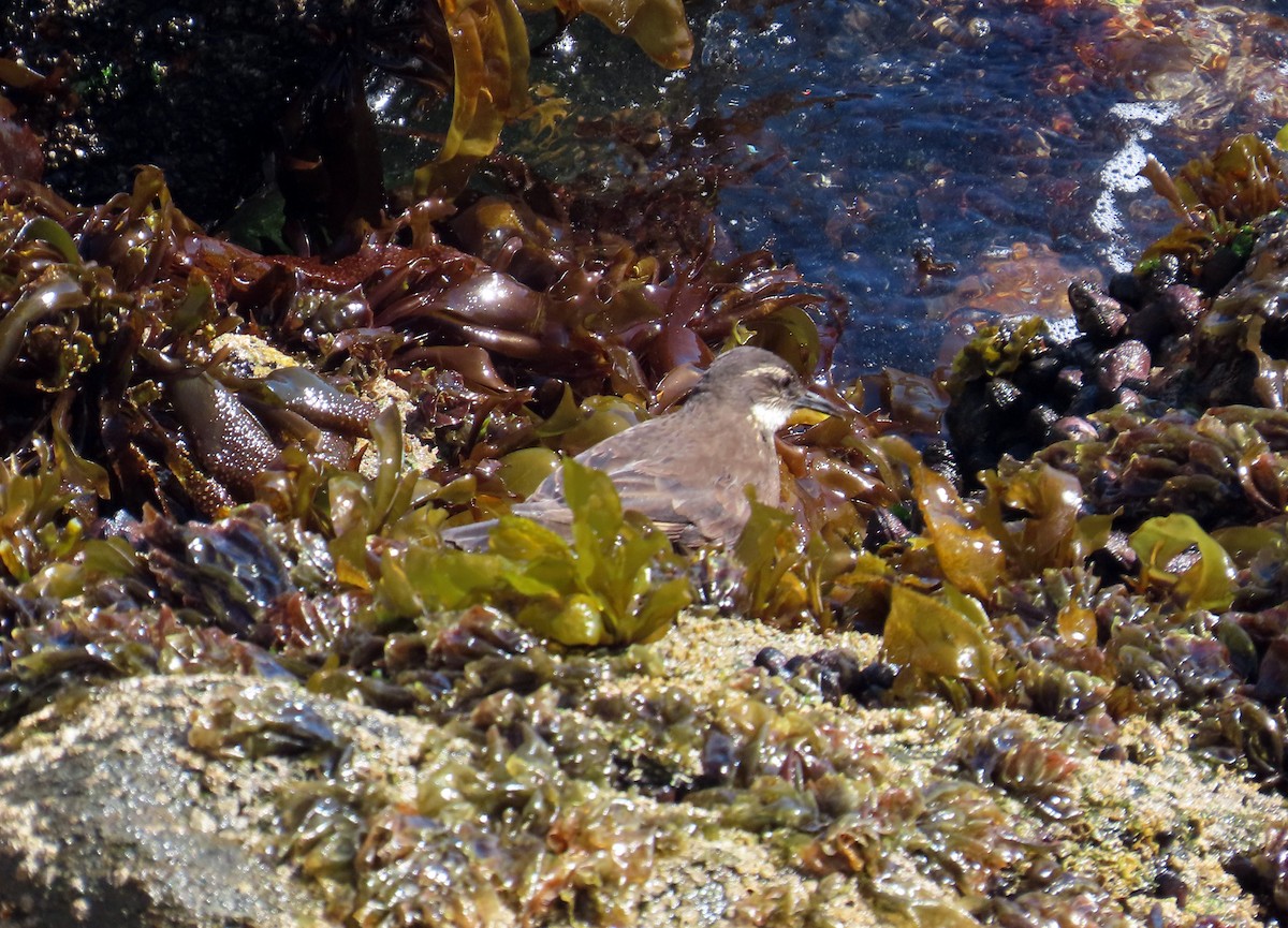 Seaside Cinclodes - ML643883875