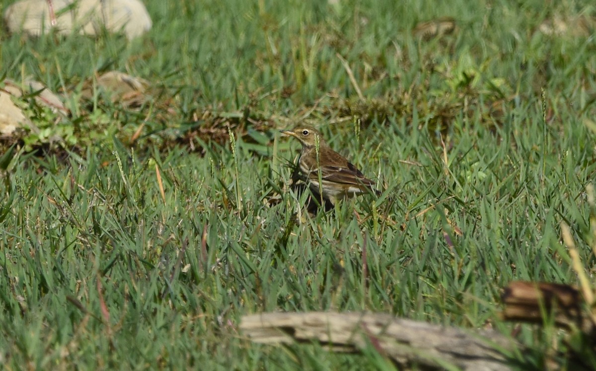 水鷚 - ML643883877