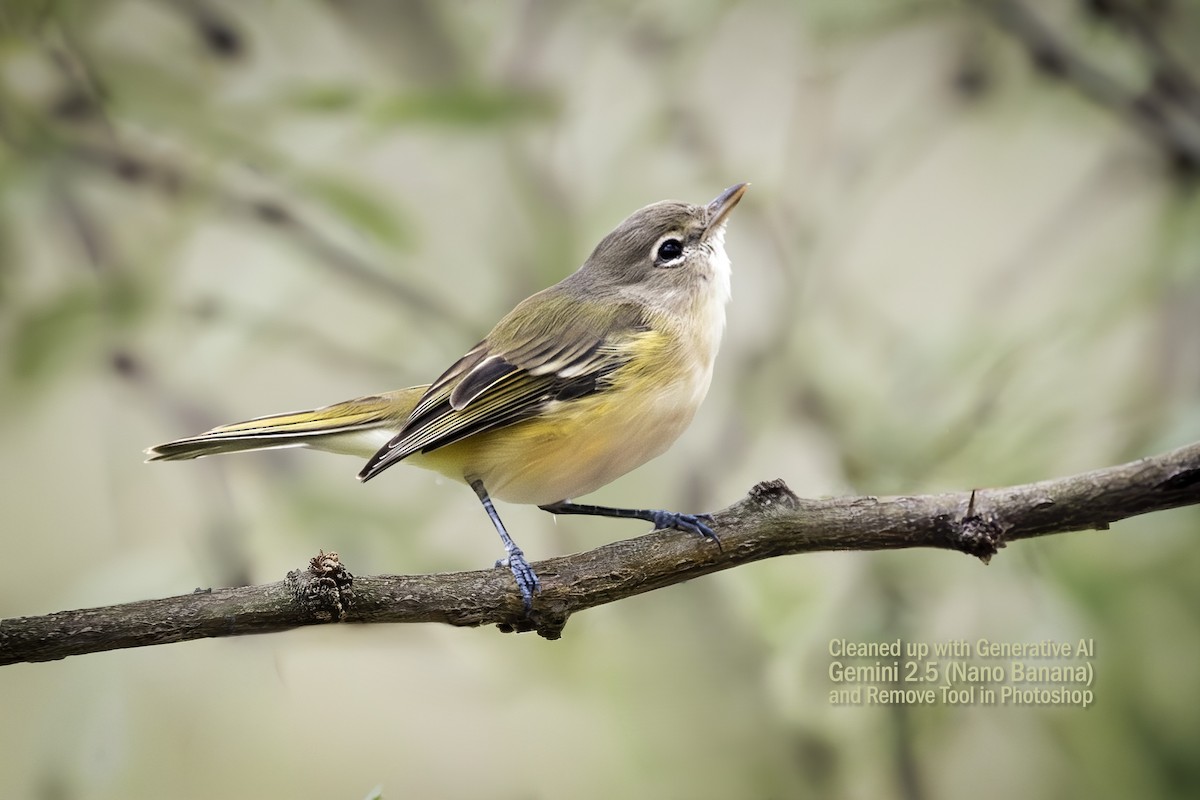 Bell's Vireo (Arizona) - ML643883881