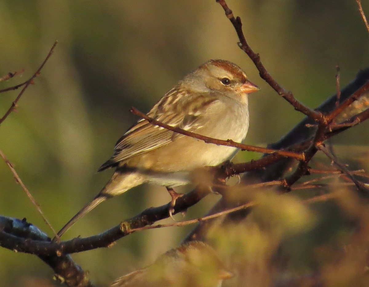 White-crowned Sparrow - ML643883882