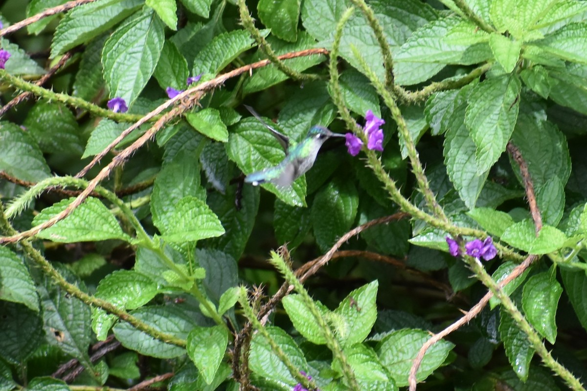 Violet-headed Hummingbird - ML643883883