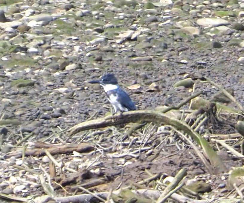 Belted Kingfisher - ML643883885