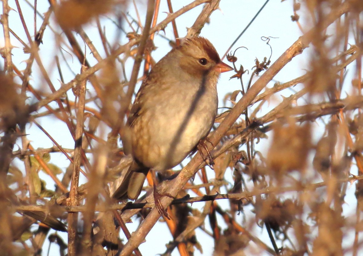 White-crowned Sparrow - ML643883886