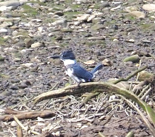 Belted Kingfisher - ML643883888