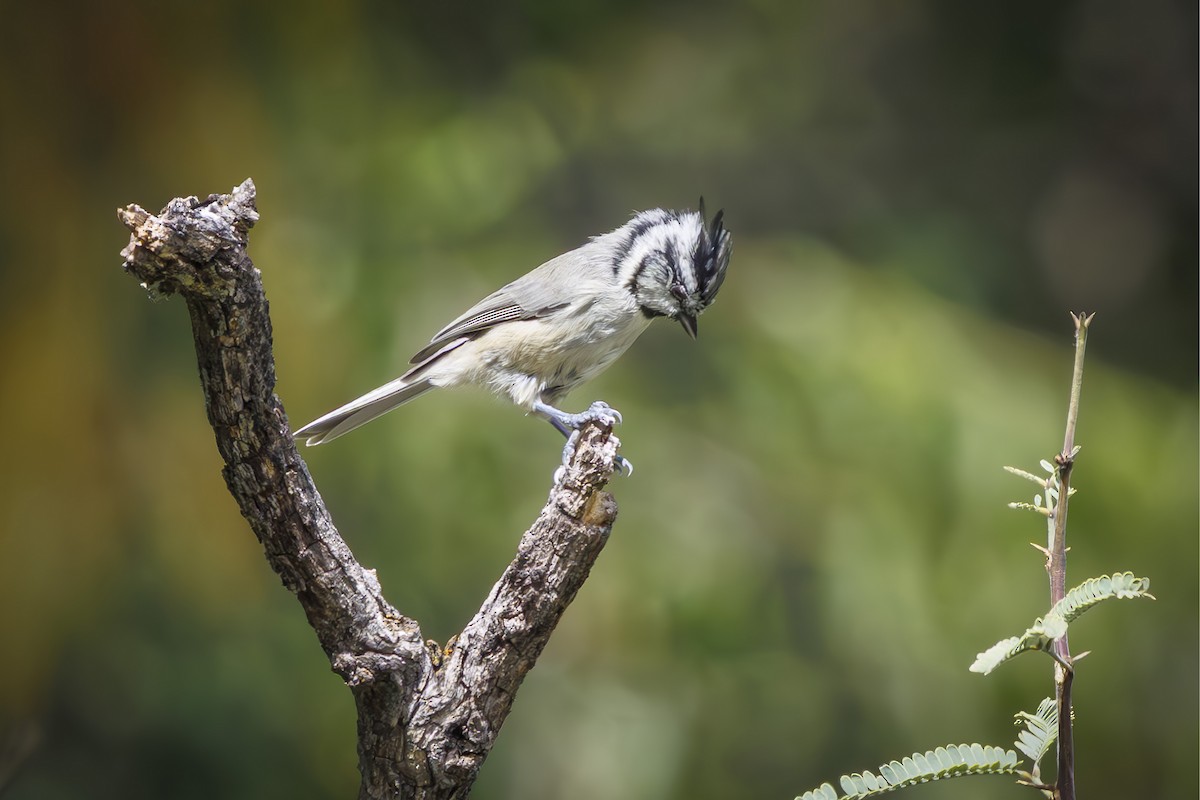 Bridled Titmouse - ML643883889