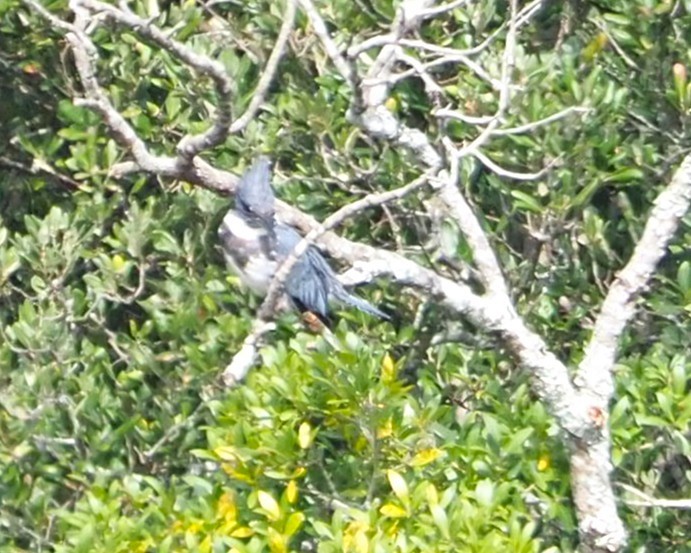 Belted Kingfisher - ML643883892
