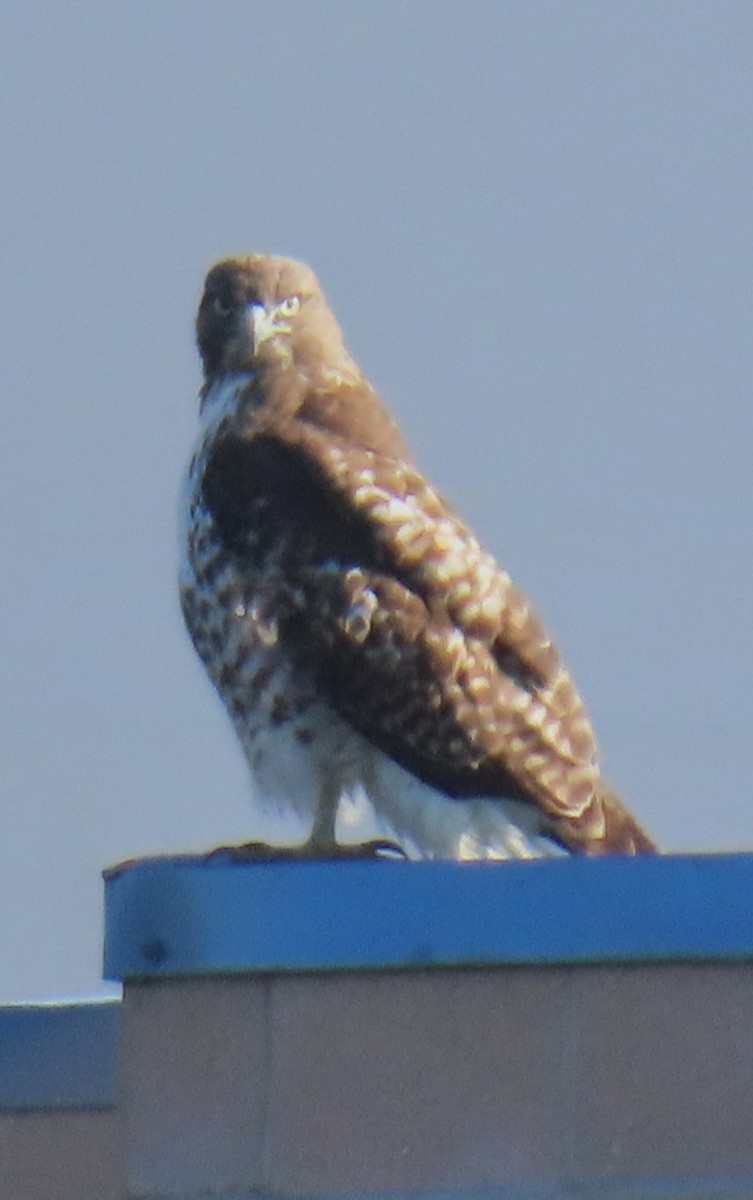 Red-tailed Hawk - ML643883893