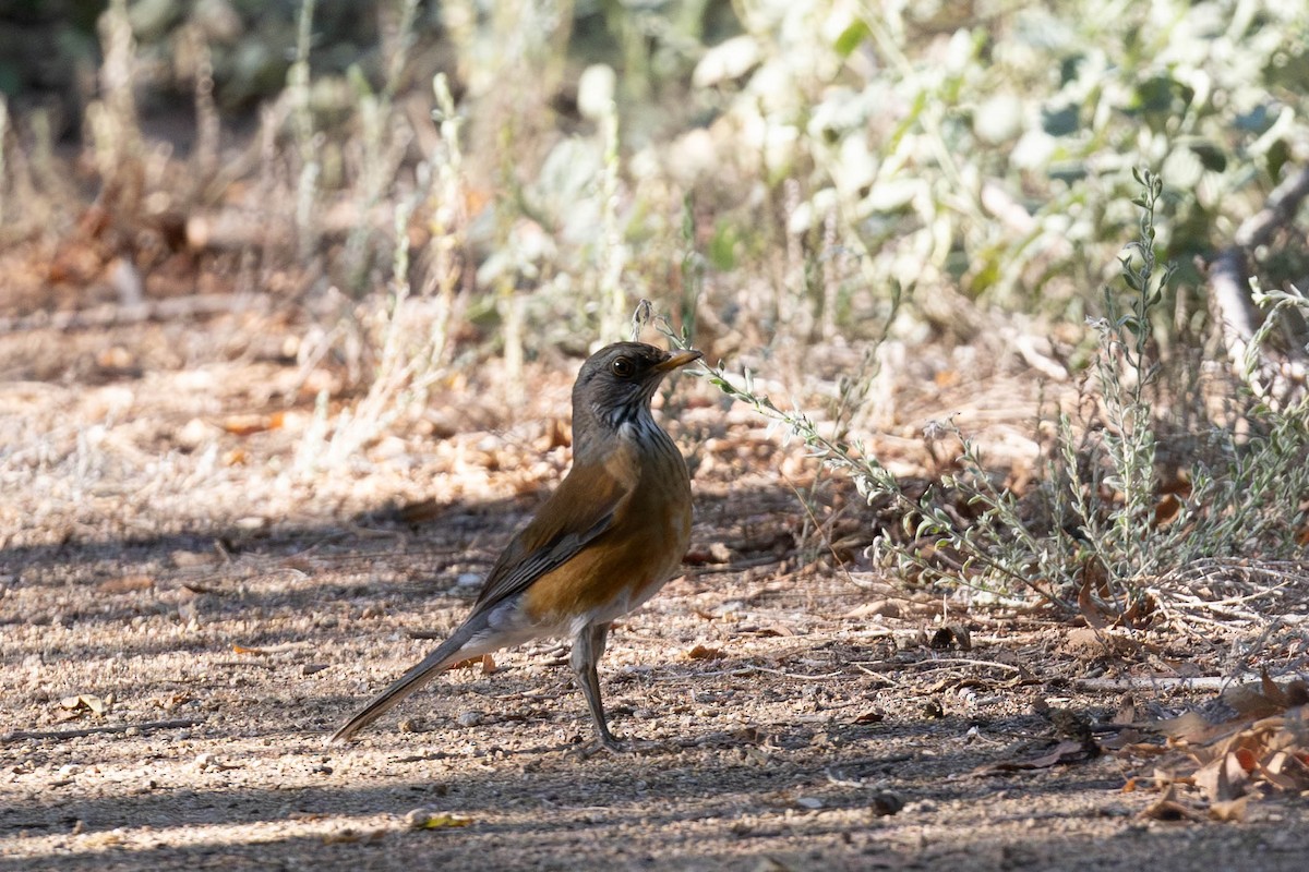 Rufous-backed Robin - ML643883898