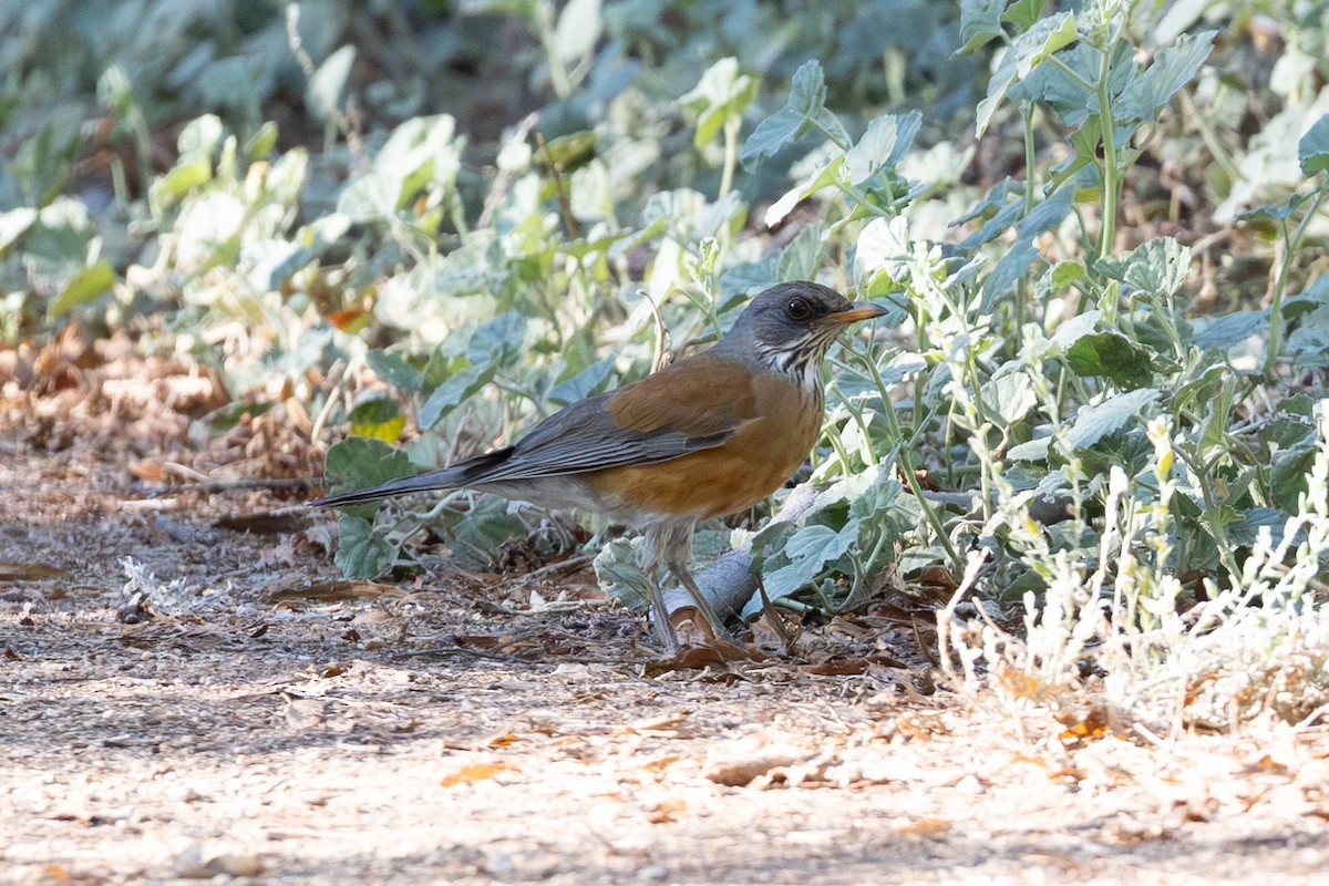 Rufous-backed Robin - ML643883899