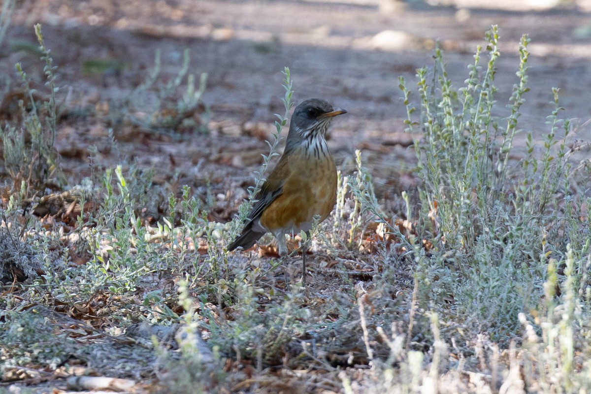 Rufous-backed Robin - ML643883900