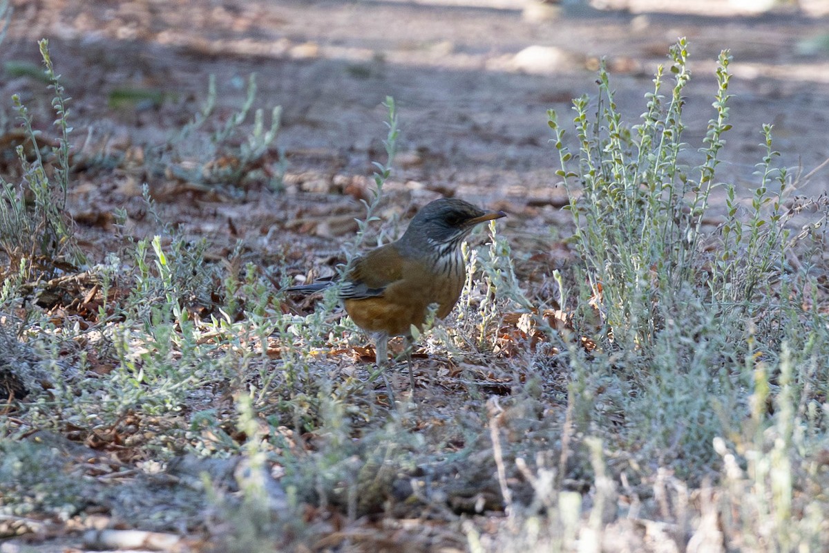 Rufous-backed Robin - ML643883901