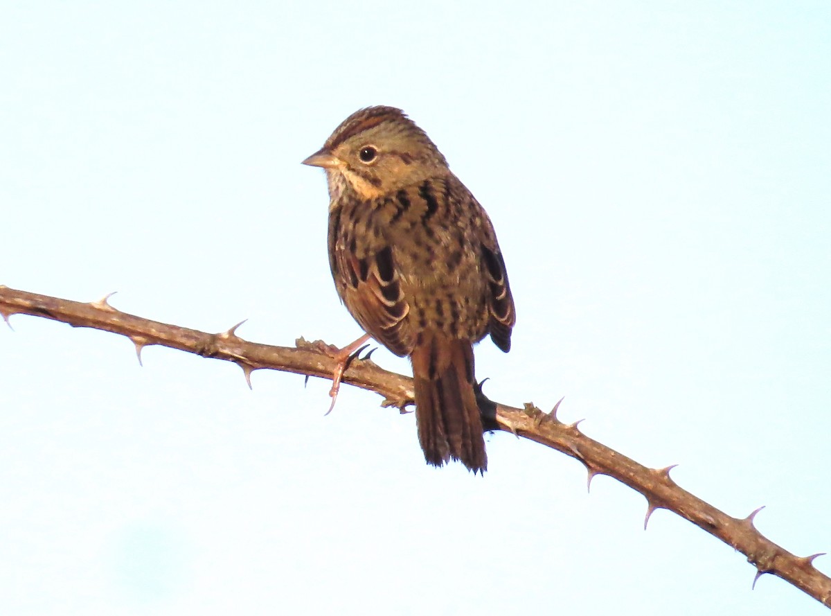 Lincoln's Sparrow - ML643883903