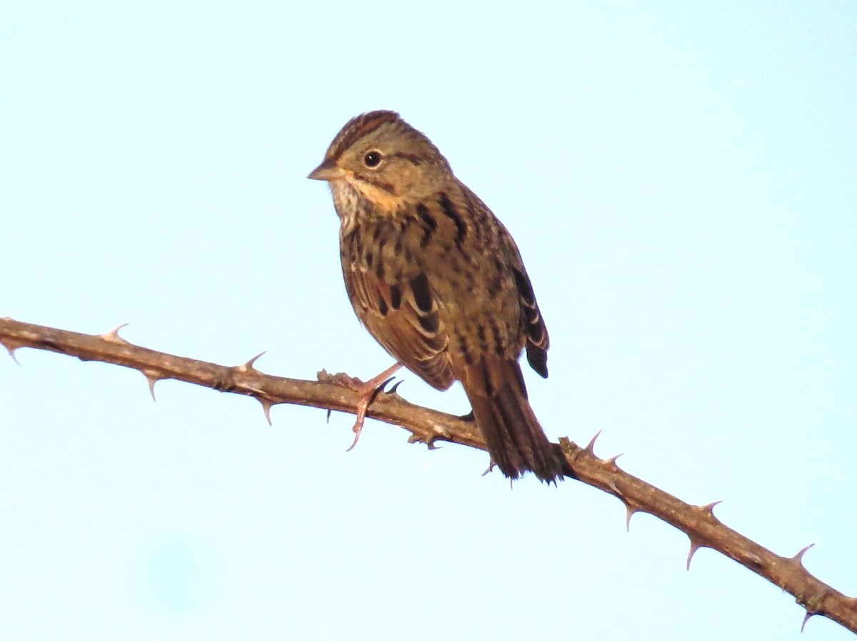 Lincoln's Sparrow - ML643883904