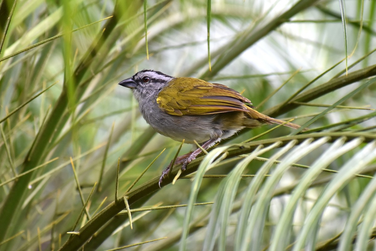 Black-striped Sparrow - ML643883905