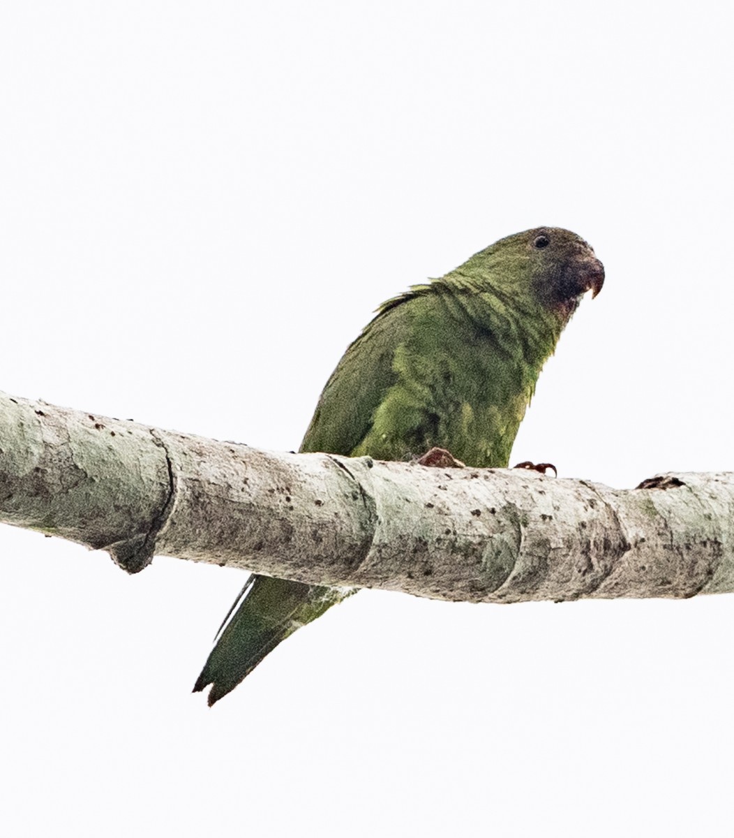 Cobalt-winged Parakeet - ML643883910